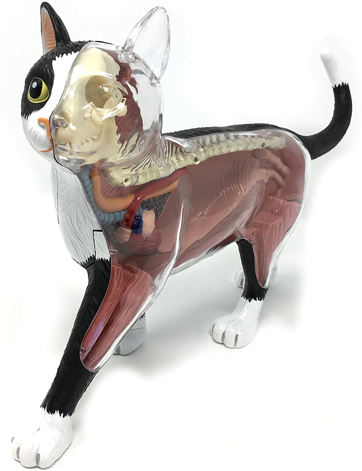 Amazon.co.jp: 4D 猫の骨格解剖学モデルキット取り外し可能で組み立て