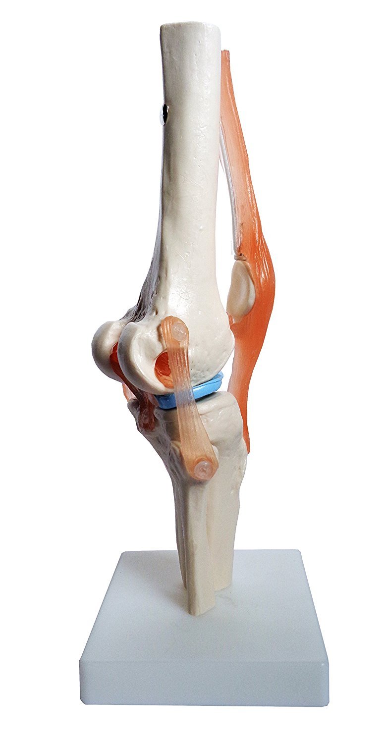 Buy Anatomy Model of Human Knee Joint Bones Anatomical Joint Models for