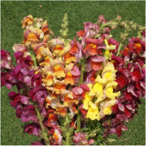 Seed Needs, Mixed Tetra Snapdragon Seeds - 1,000 Heirloom Seeds for Planting Antirrhinum majus - Annual Flowers to Attract Butterflies, Bumblebees, Honeybees & Other Pollinators (1 Pack) Seed Needs, Mixed Tetra Snapdragon Seeds - 1,000 Heirloom Seeds for Planting Antirrhinum majus - Annual Flowers to Attract Butterflies, Bumblebees, Honeybees & Other Pollinators (1 Pack)