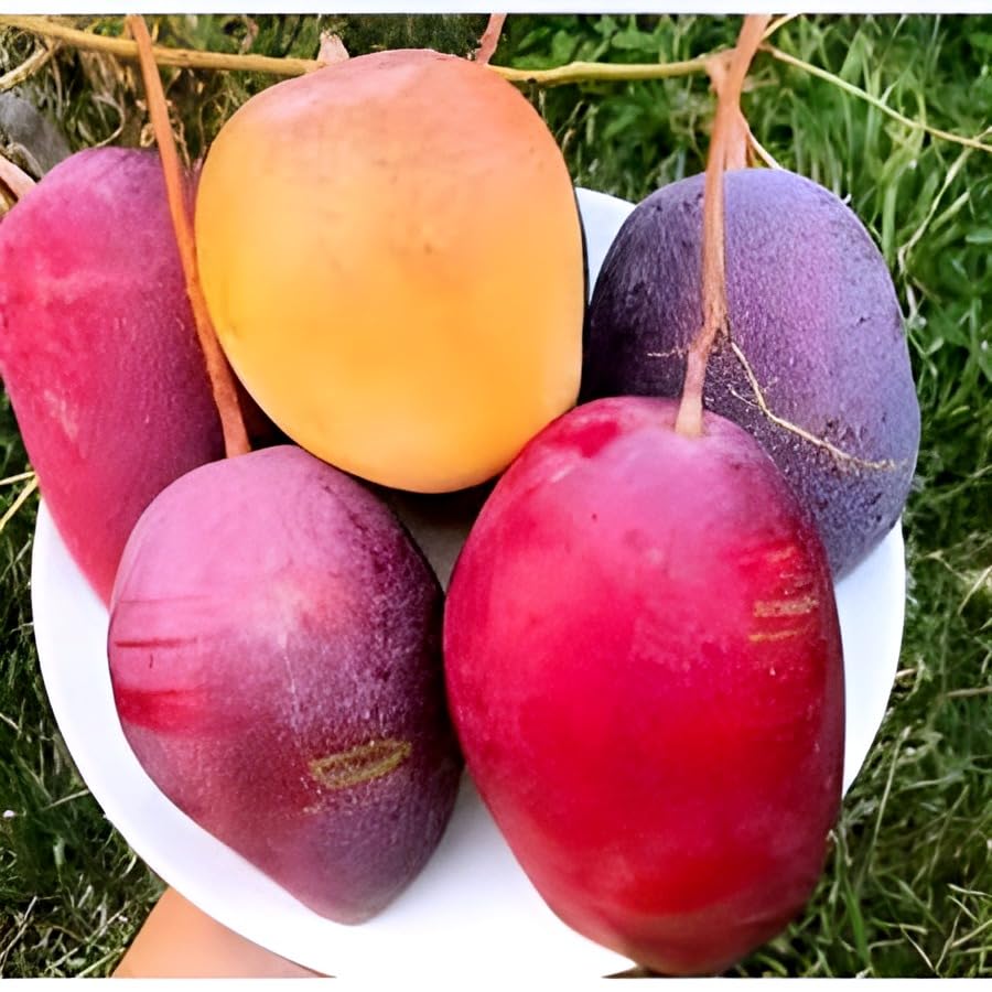 Rishika Plant House-"Irwin Mango"Hybrid 1 Healthy Live Plant (Grafted Plant, 2-2.5 Feet Height) Hybrid Mango Plant