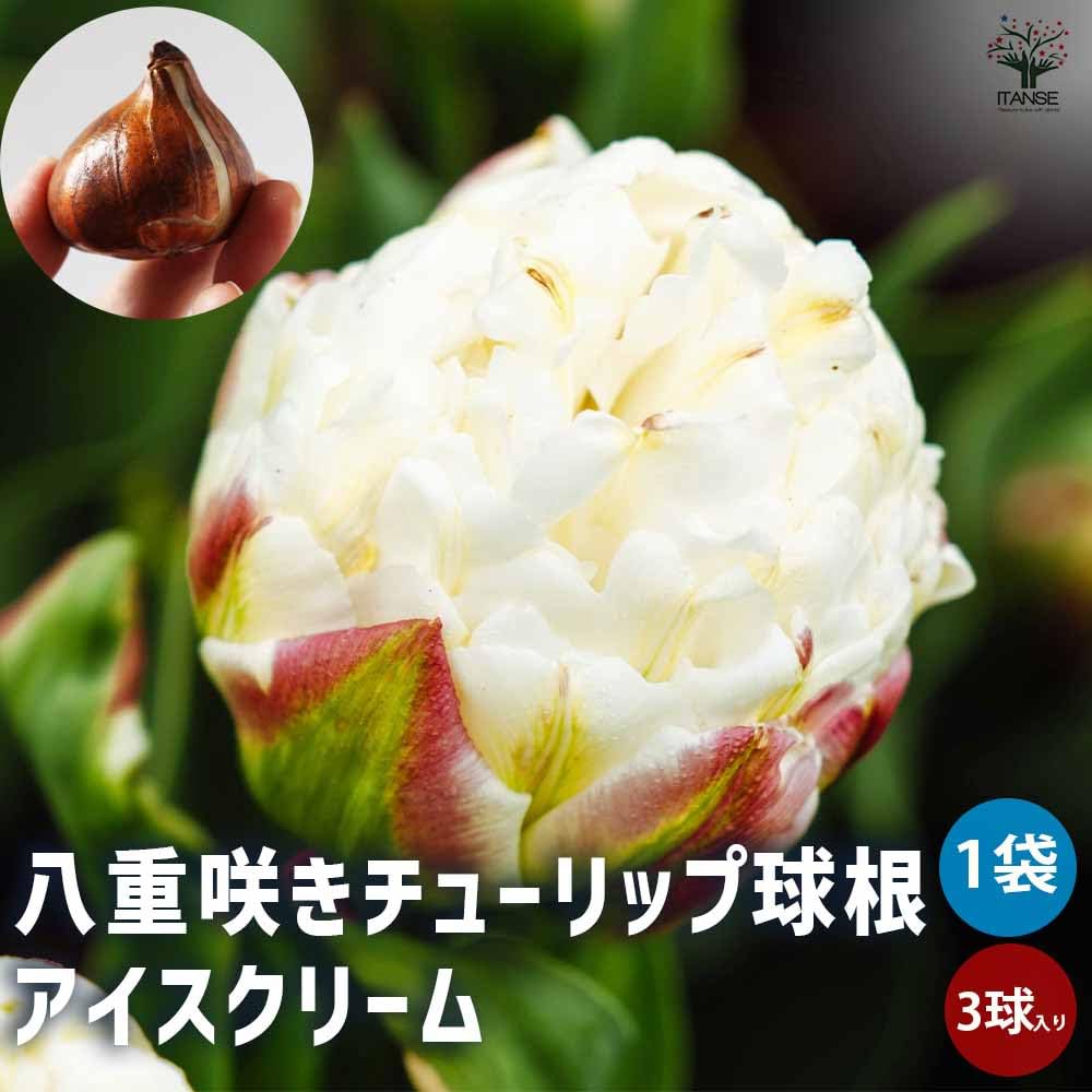 Amazon.co.jp: ITANSE 八重咲きチューリップ
