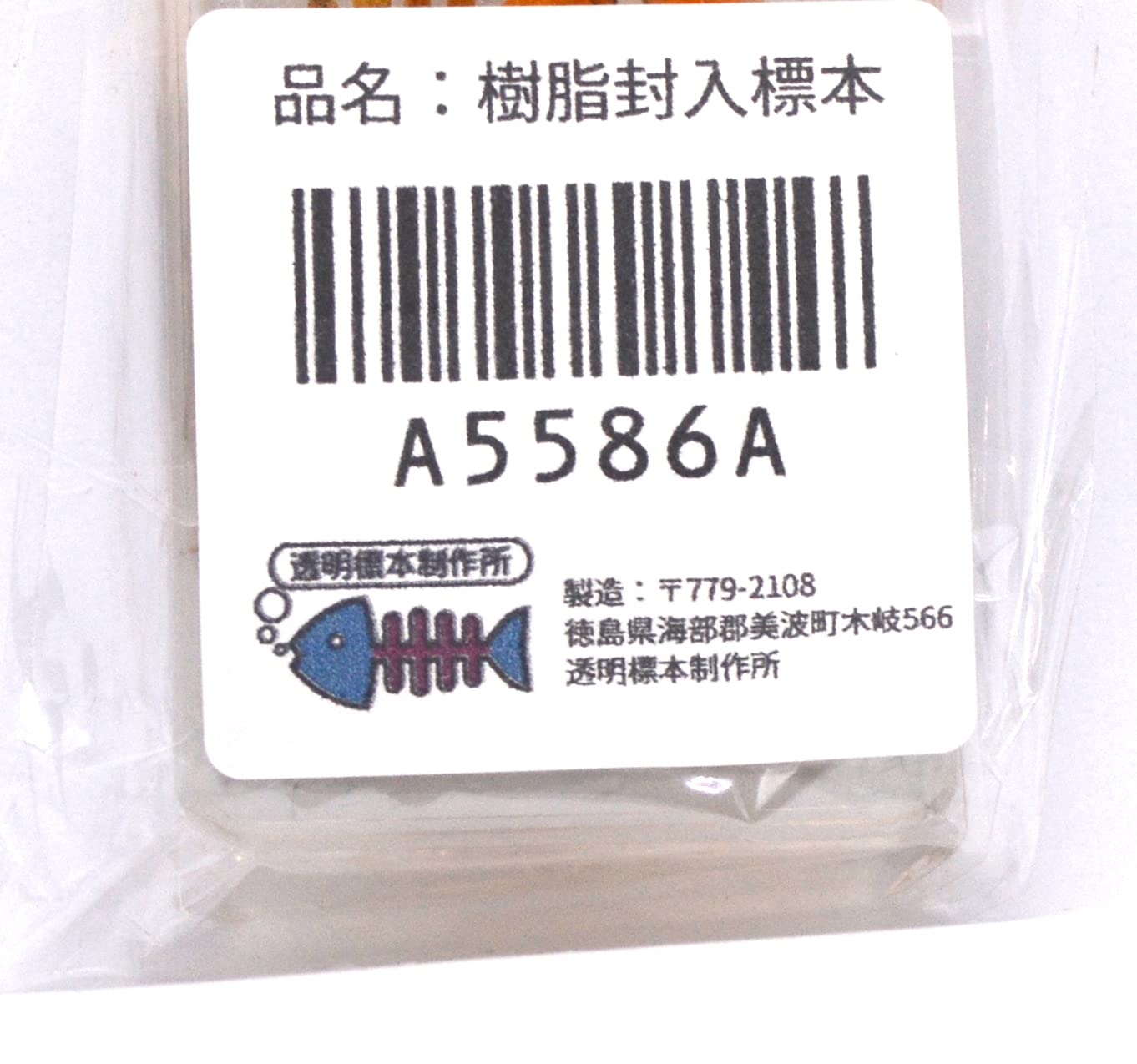 Amazon | [透明標本制作所]樹脂封入 標本 カニ Aタイプ 蟹/本物/生物