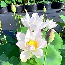 All Time Beautiful Hybrid Big Lily White Lotus Tuber/Root Flower Plant Tree|| Granted Blooming 30 Days For Home Garden Outdoor Indoor Plant.