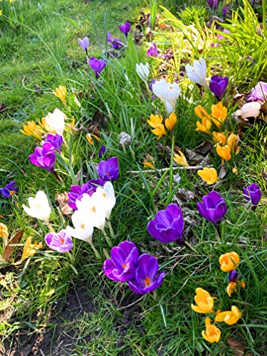 25 Bulbs of Crocus (Mixed Varieties) Includes Postage