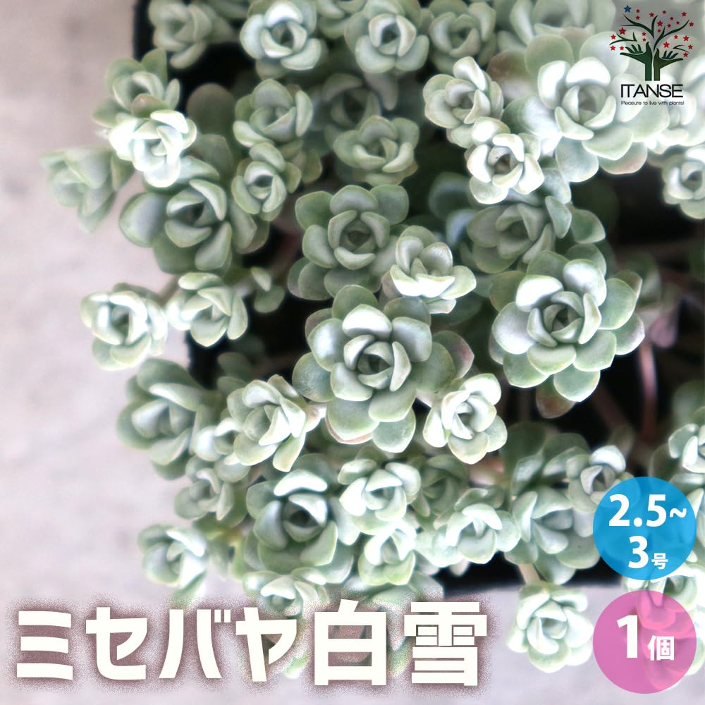 Amazon.co.jp: ITANSE ミセバヤ 白雪 2.5~3号ポット 1個売り