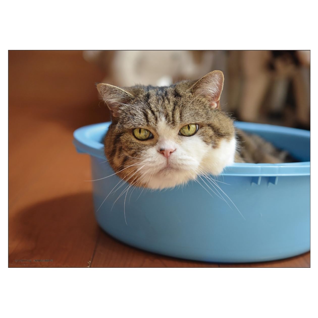 Maruchan 2026 Calendar (Tabletop) : Amazon.sg: Office Products