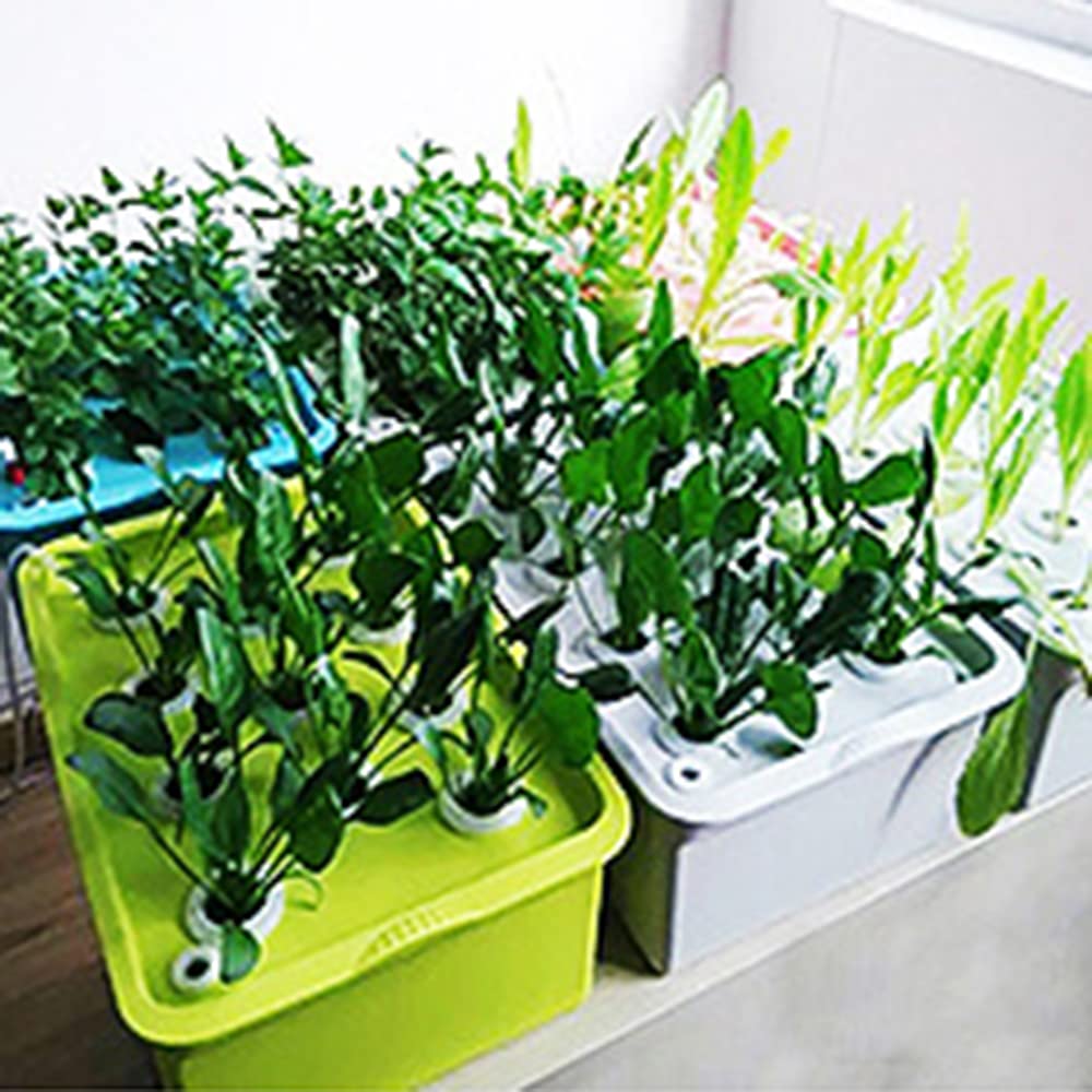 20 Stück Weiße Netz-Pflanzkörbe Mit Aeroponischen Schwämmen – Für Den Außeneinsatz, Ideal Für Gemüse Wie Tomaten, Gurken (ca. 3,2 Cm Durchmesser)