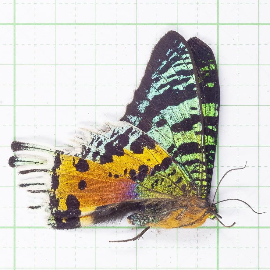 ニシキオオツバメ , アゲハ蝶科標本 , 蝶の標本 販売・通販のNatureShop|モルフォやキプリスモルフォオオル リアゲハ 未展翅・昆虫標本No.456 ニシキオオツバメガ標本落札合計3000以上で!!From Finch