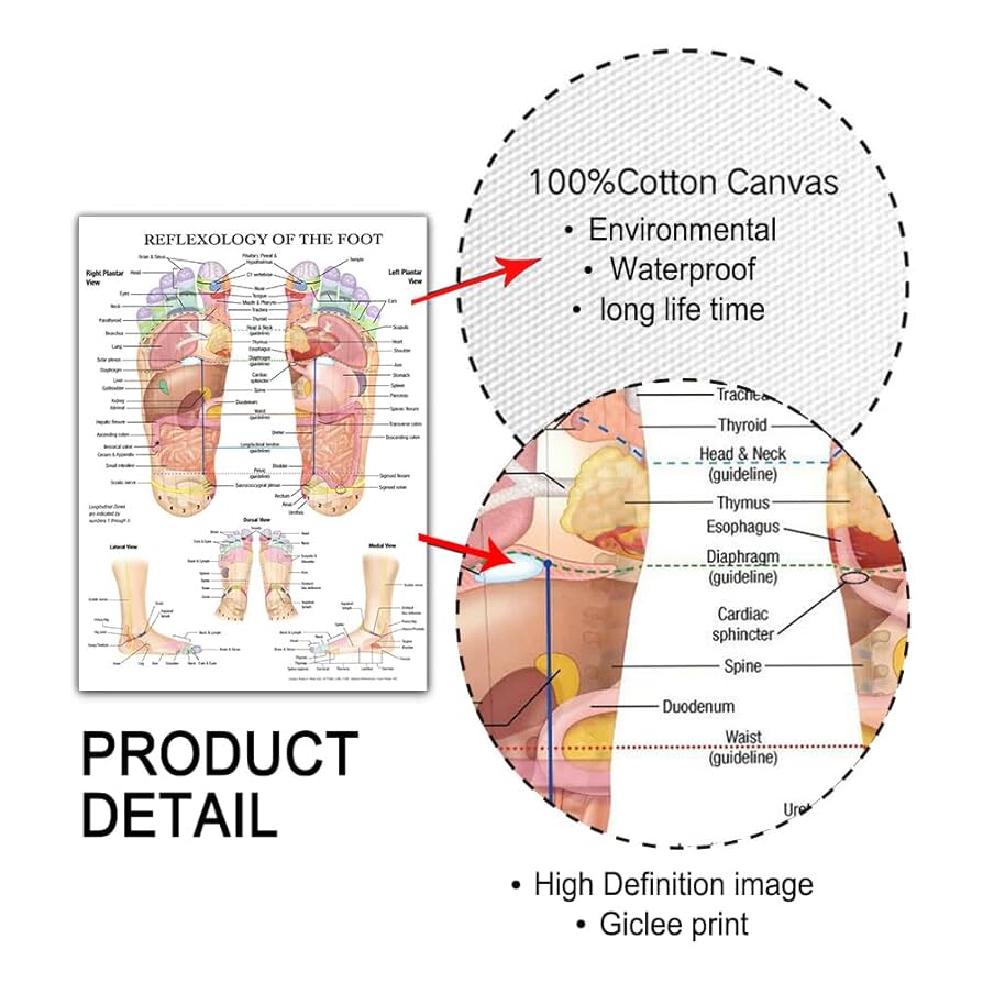 リフレクソロジー ポスター 足 手 耳 リフレクソロジー ポスター 足 手 耳 3Dチャート