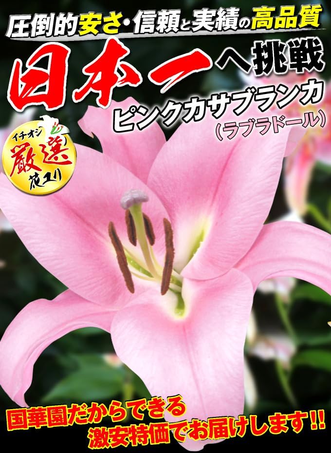 球根 超特大球 ピンクカサブランカ（ラブラドール） 20球 / 国華園 【ヤマユリ】 24年秋商品
