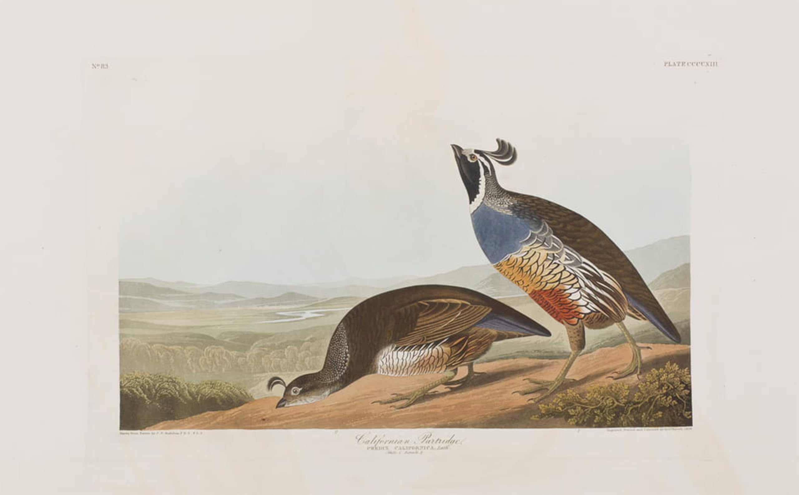 POSTERIIk Famous Animal Posters Vintage Picture Illustration From birds of America by John Jamess Audubon Modern Wall Decor for Home Decor 60x90cm