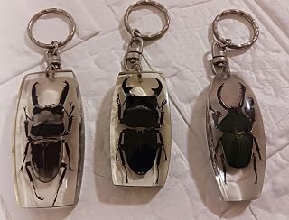 現地物希少昆虫標本キーホルダー3個セット樹脂アクリル