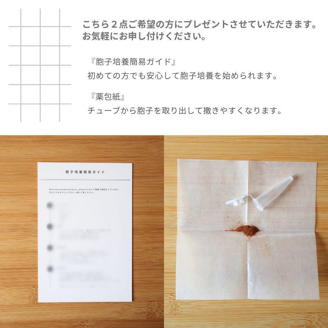 コロナリウムコンパクト シン coronarium compact thin コロナリウムコンパクト シン coronarium compact thin P. coronarium