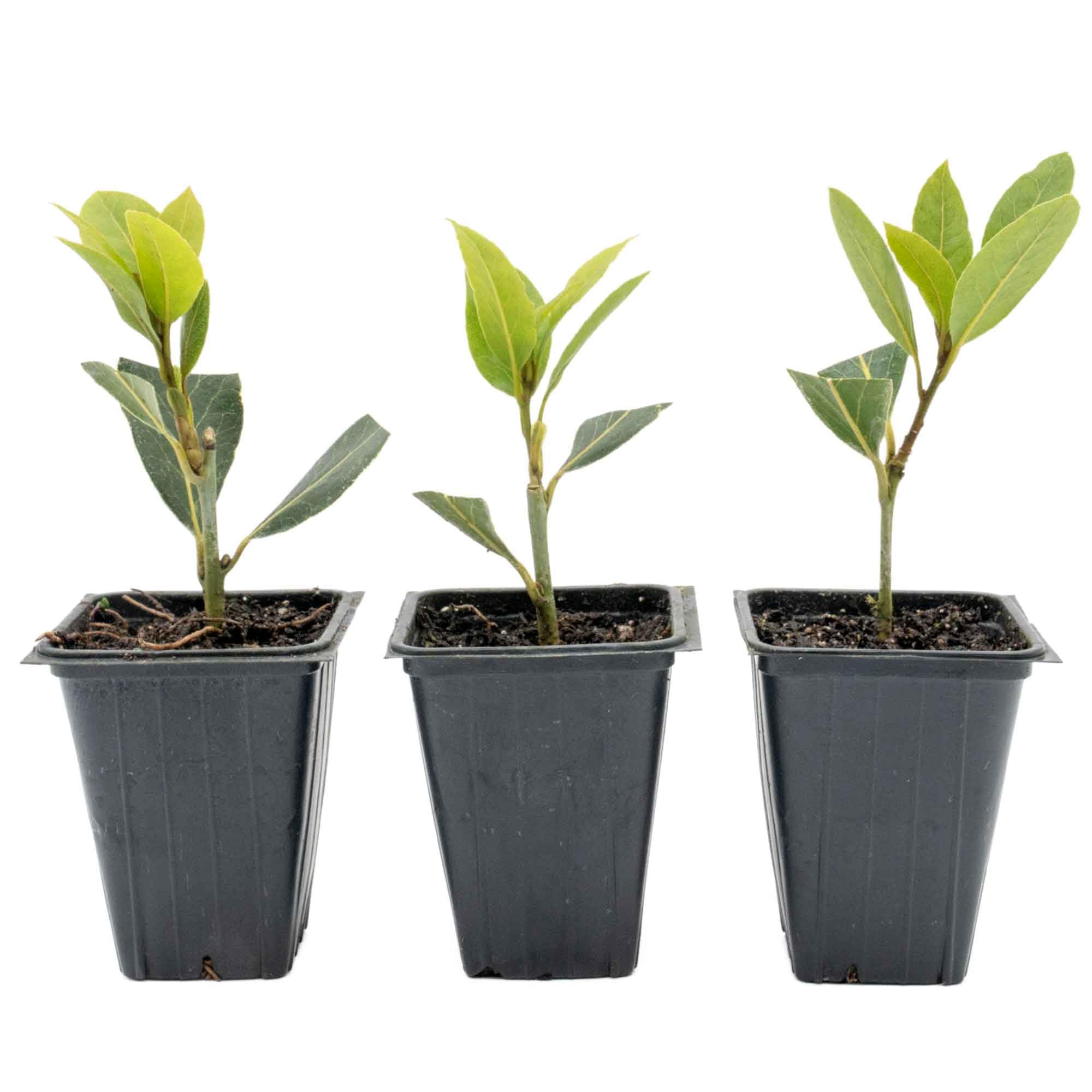CitronellaKing Bay Laurel