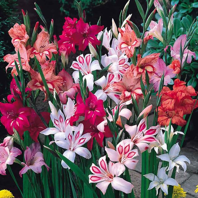 Gladiolus nanus – Dwarf Mixed Gladiolus Bulbs, Summer Flowers, Borders & Pots, 25/50/100 Bulbs (25)