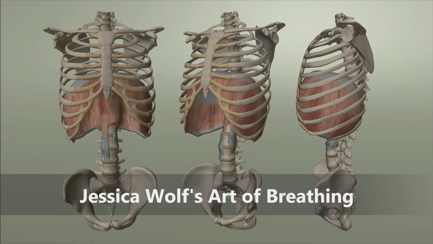 Jessica Wolf's Art of Breathing: Rib Animation (SPANISH EDITION)