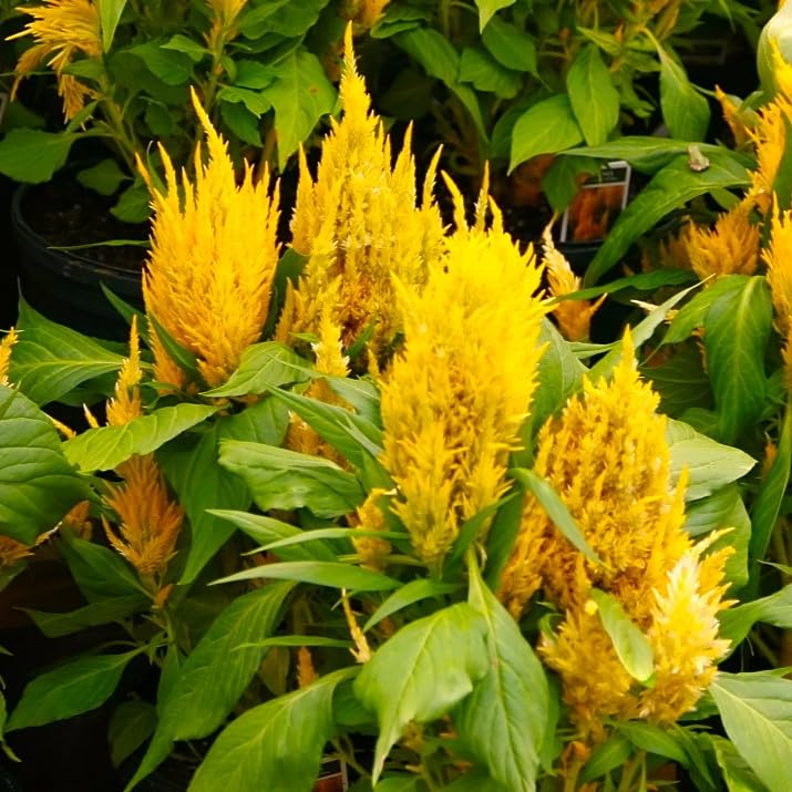 TomorrowSeeds - Golden Plume Celosia Seeds - 1000+ Count - for 2026 Planting Plumosa Gold Yellow Feather Mfungu Rooster Dried Flowers Comb Quail Grass Garden Flower Grow Your Own Home Farm Patio