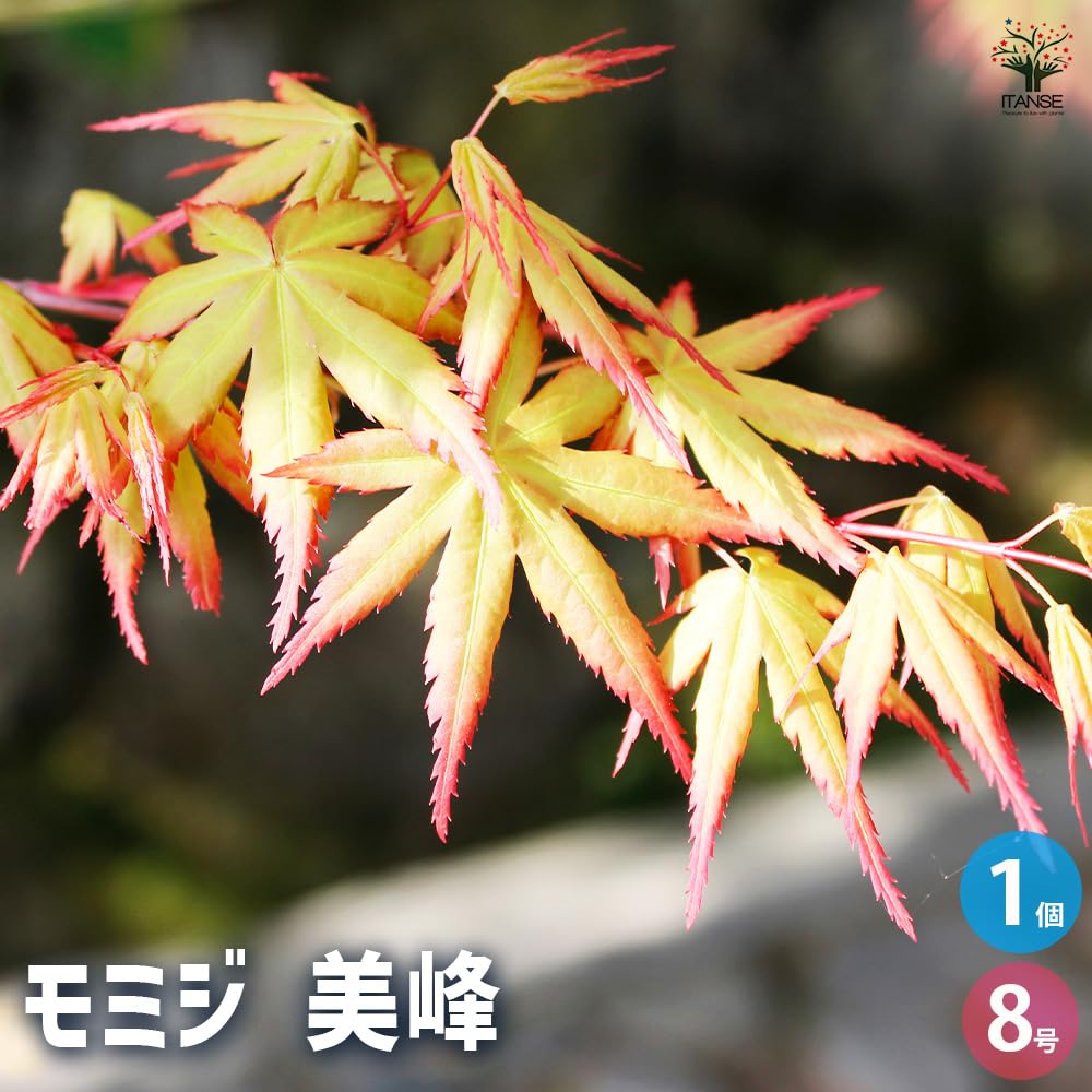 Amazon.co.jp: モミジの苗木 美峰(びほう) 8号 1個売り【品種で選べる