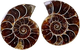 Childrens Tylonal Ocean Animal Specimens 2pcs Ammonite Fossil Adornment Useful Practical Portable Student Teaching Fossils Fossils Sample Students Fossil Model Playsets