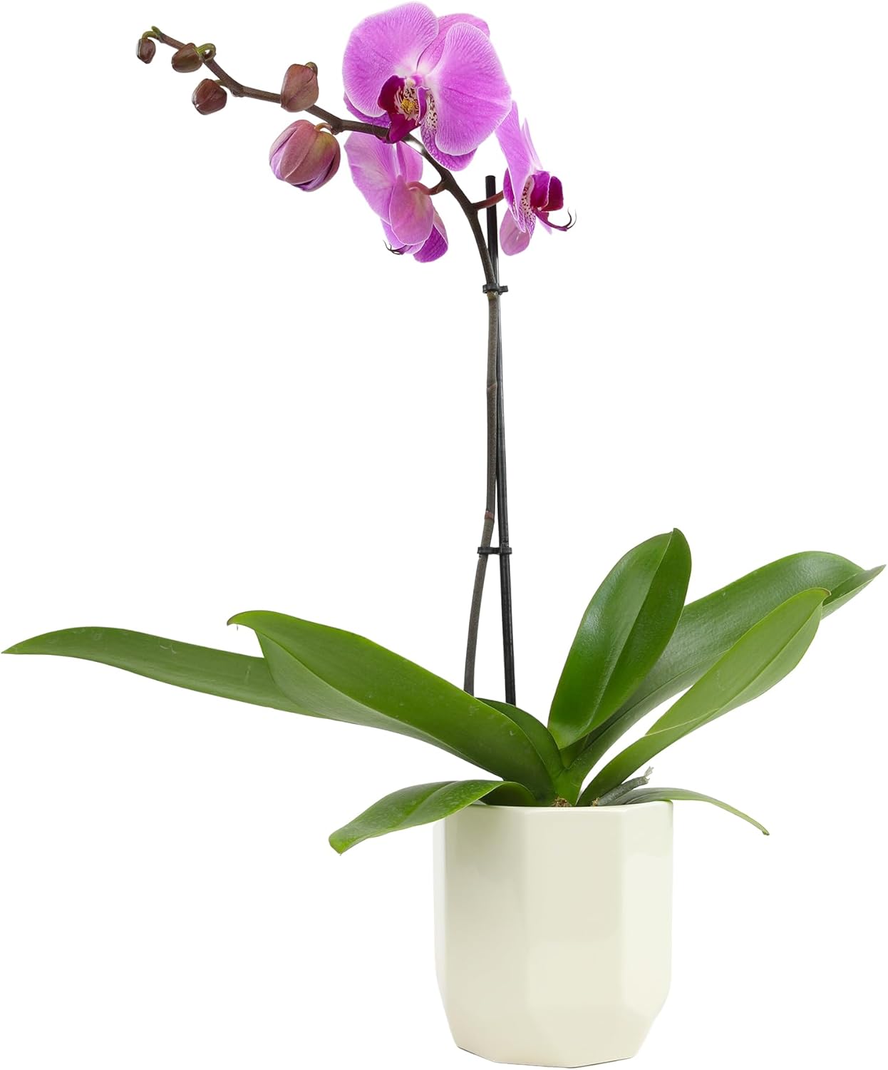 Purple Phalaenopsis Live Orchid Plant Lover Gift & White Orchid Pot, 20-24" Tall, Live Plant Gift, Fresh Orchids Plants Live House Plants, Live Plants Indoor Plants Live Houseplants by Plants for Pets