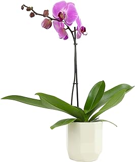Purple Phalaenopsis Live Orchid Plant Lover Gift & White Orchid Pot, 20-...