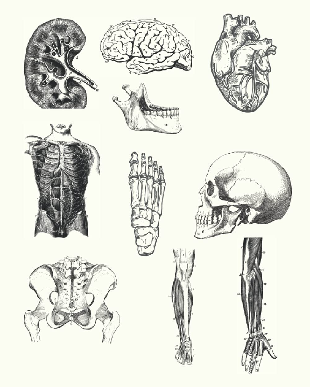 Anatomy Journal, Notebook, Diary, College Ruled | Human Anatomy Design
