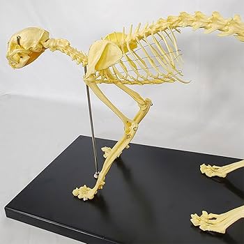 Amazon.co.jp: 猫の骨格解剖学モデル模擬動物の骨の解剖学モデル
