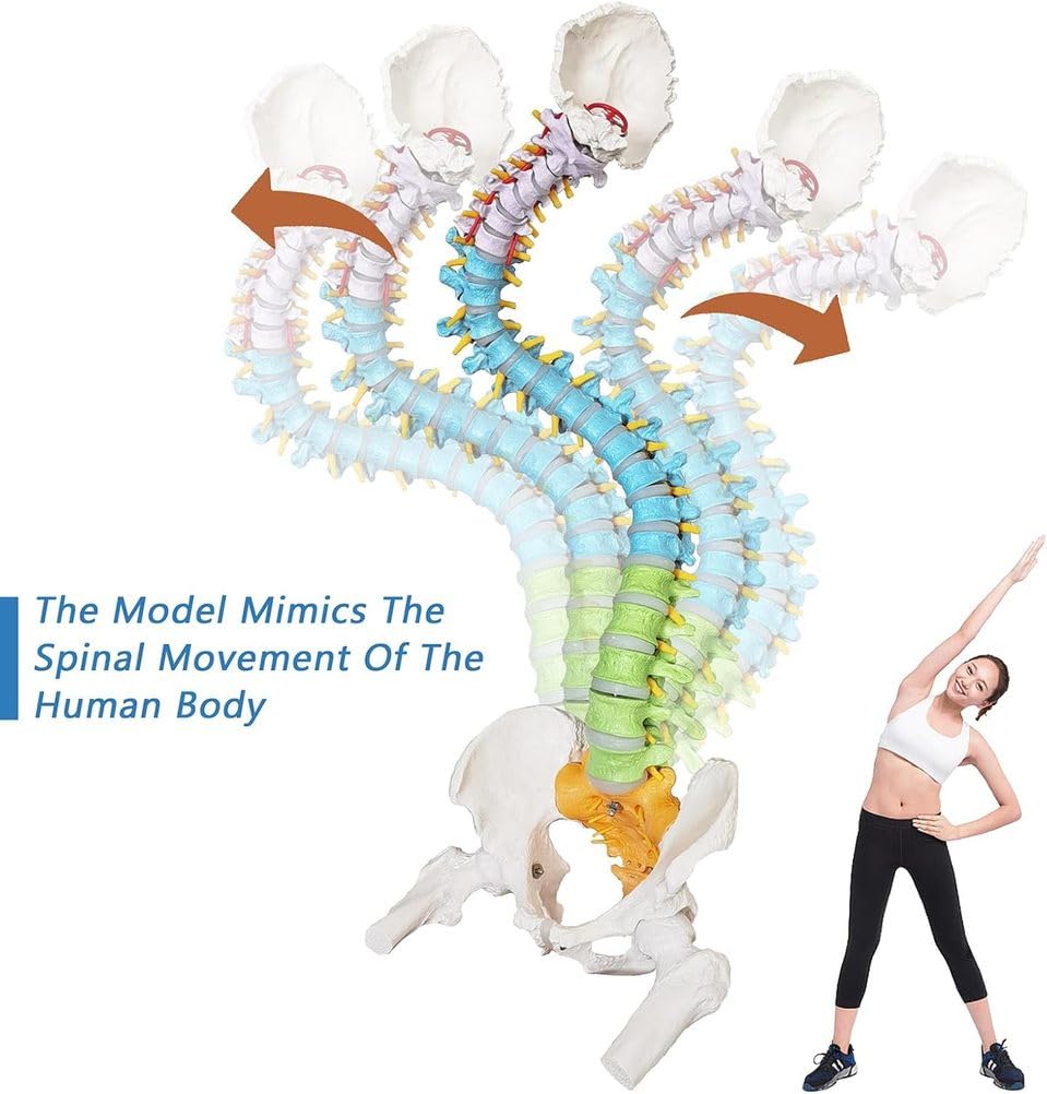 Modelo de columna vertebral humana de tamaño real, médula espinal anatómica de 34.6 pulgadas con soporte, codificado para regiones cervical, torácica, lumbar para estudiantes de medicina y