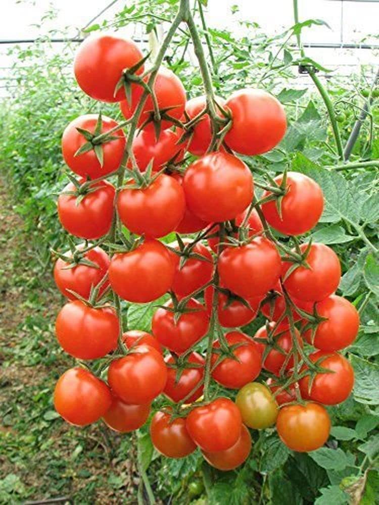 Pal Vegetable Seeds Tamaatar Seeds - Tomato Seeds | Seeds Organic Home and Outdoor Garden 19 G (B0C3M7NQ56) Amazon Price History, Amazon Price Tracker