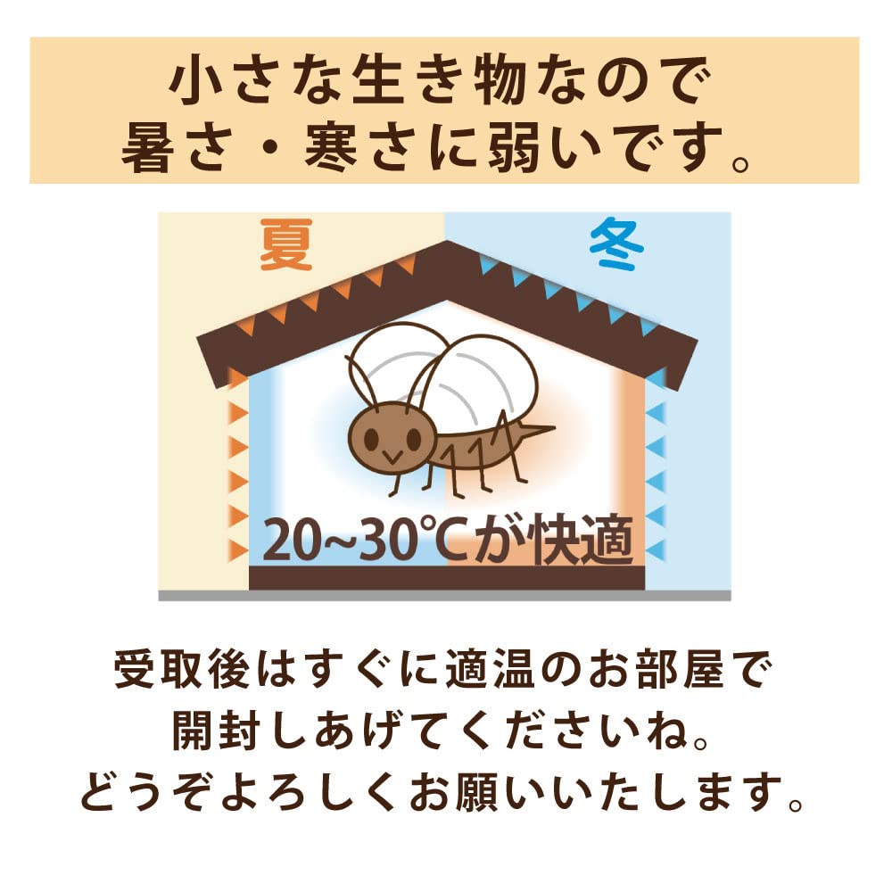 Amazon | イエコオロギS100匹＋保証・生き餌・ガットローディング済 