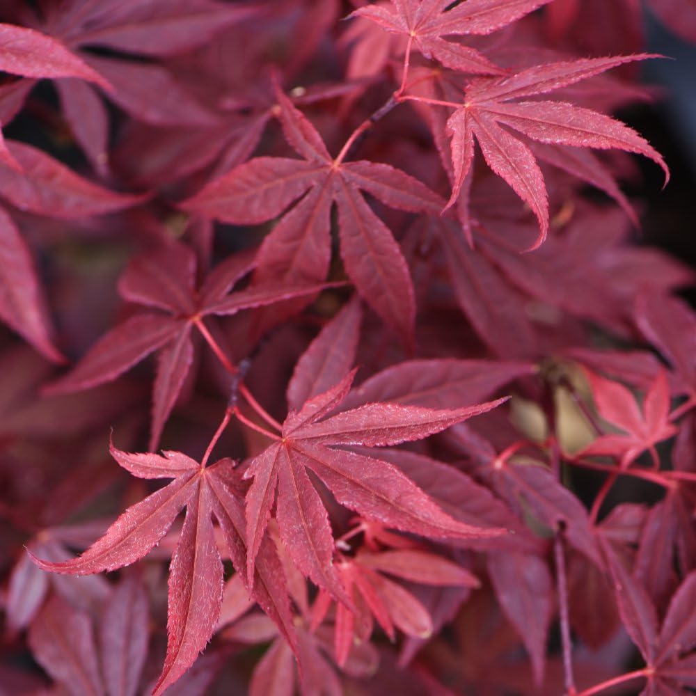 Acer Palmatum 'Atropurpureum' - Purple-Red Foliage | Fiery Autumn Colour | Dramatic Silhouette | Garden Accent - 4X 7cm Potted Plant & 4 Grey Planters by Thompson & Morgan