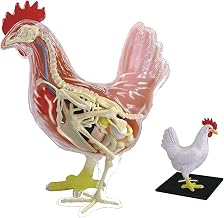 4D Chicken Skeleton Anatomy Model, Intelligence Puzzle Assembly Toy Kit 32 Parts Animal Organ Anatomy Model Medical Teaching