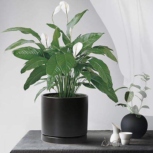 Miniatura 4 de Paquete de 2 bandejas de cerámica para macetas de 6 pulgadas, platillos para macetas de 4 5 6 7 8 9 10 11 12 pulgadas para interiores y exteriores,