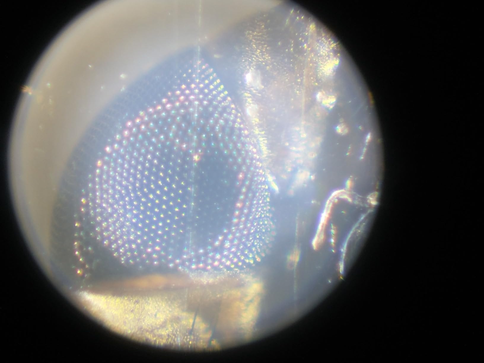 Excellent for the price