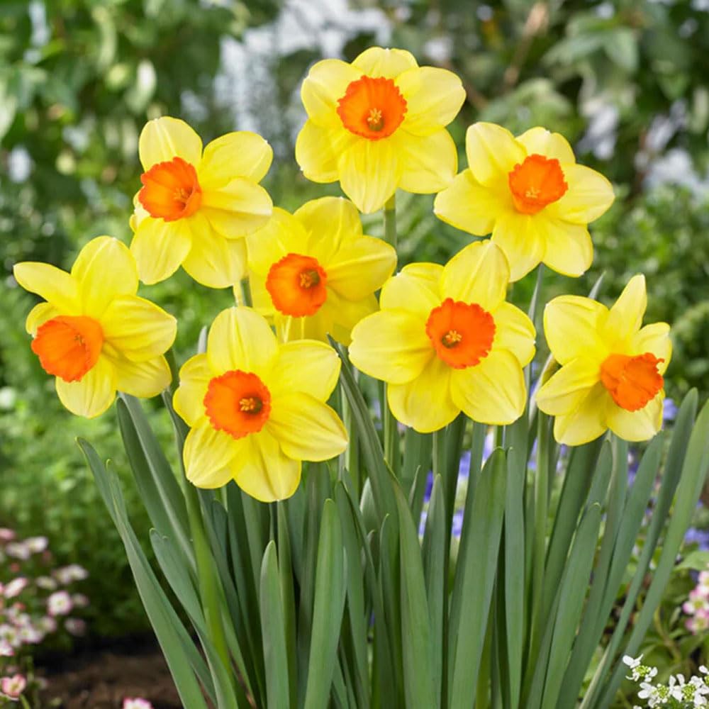 6 x Daffodil Orange Cupped – One Flower Per Stem - Spring Flowering Bulbs – Makes Wonderful Cut Flowers – Perennial – for Your Beautiful Garden