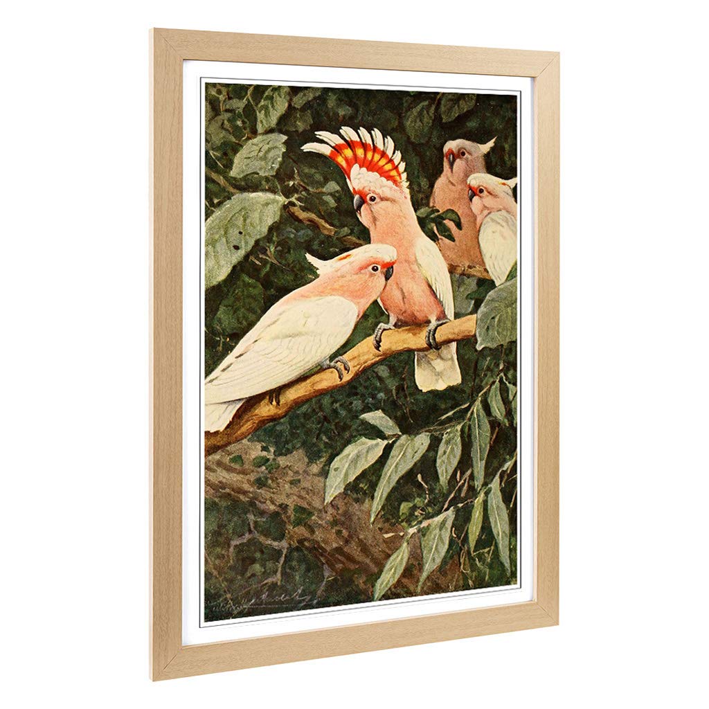 Big Box Art Framed Print of Vintage W Kuhnert Major Mitchell's Cockatoo Design | Wall Art Picture | Home Decor for Kitchen, Living Room, Bedroom, Hallway, Oak, A2 / 24.5x18 Inch / 62x45cm