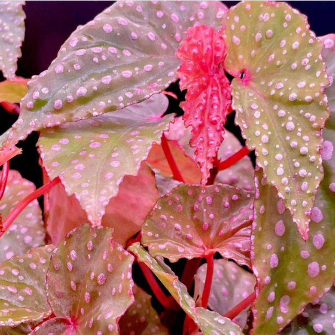 Begonia Live Plant Outdoor TANKDA Pink Polka Dot