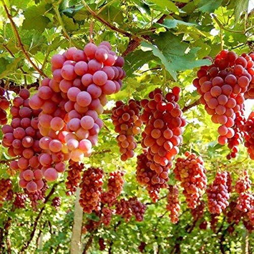 Royal Paradise Garden Rare Grape Fruit Seed"Roman Ruby" Exotic 20 Fruit seeds for Growing (B094C7ZG6M) Amazon Price History, Amazon Price Tracker