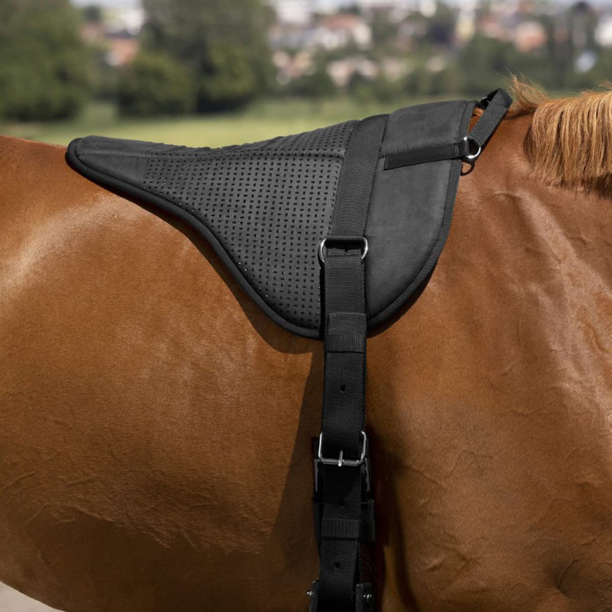 Norton-equestrian