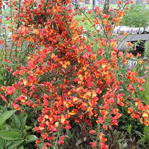 3 x mix di Cytisus: Lena + Boskoop Ruby + Allgold - 3 x Ginestra | Giallo-rosso, giallo e rosso - piccolo arbusto, densamente cespuglioso, alto fino a 150 cm - 3 x 1,5 litri