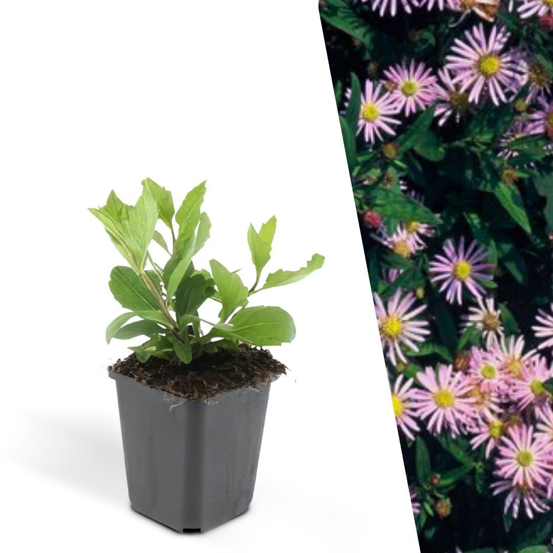 Plants by Frank 48x Aster Ageratoides Asran, Plantes d’aster, Ø 9 cm