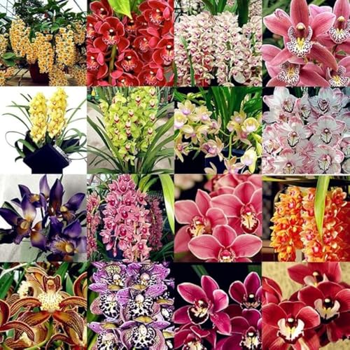 Cymbidium orchid bulbi,Orchidea del cymbidium,cymbidium pianta vera,Piante erbacee perenni,Cymbidium planta,Decorazione del giardino(non fiori artificiali,senza semi)-15 bulbi-A