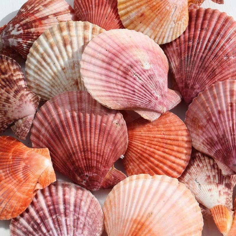 Sponsored Ad - Pink Artificial Sea Shell for Aquarium Shells for Craft Mixed Beach Shells Fish Tank vase Filler Landscape Decor (30Piece)