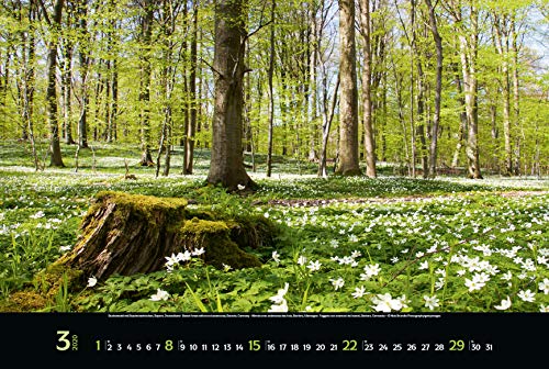 Magische Wälder 2020