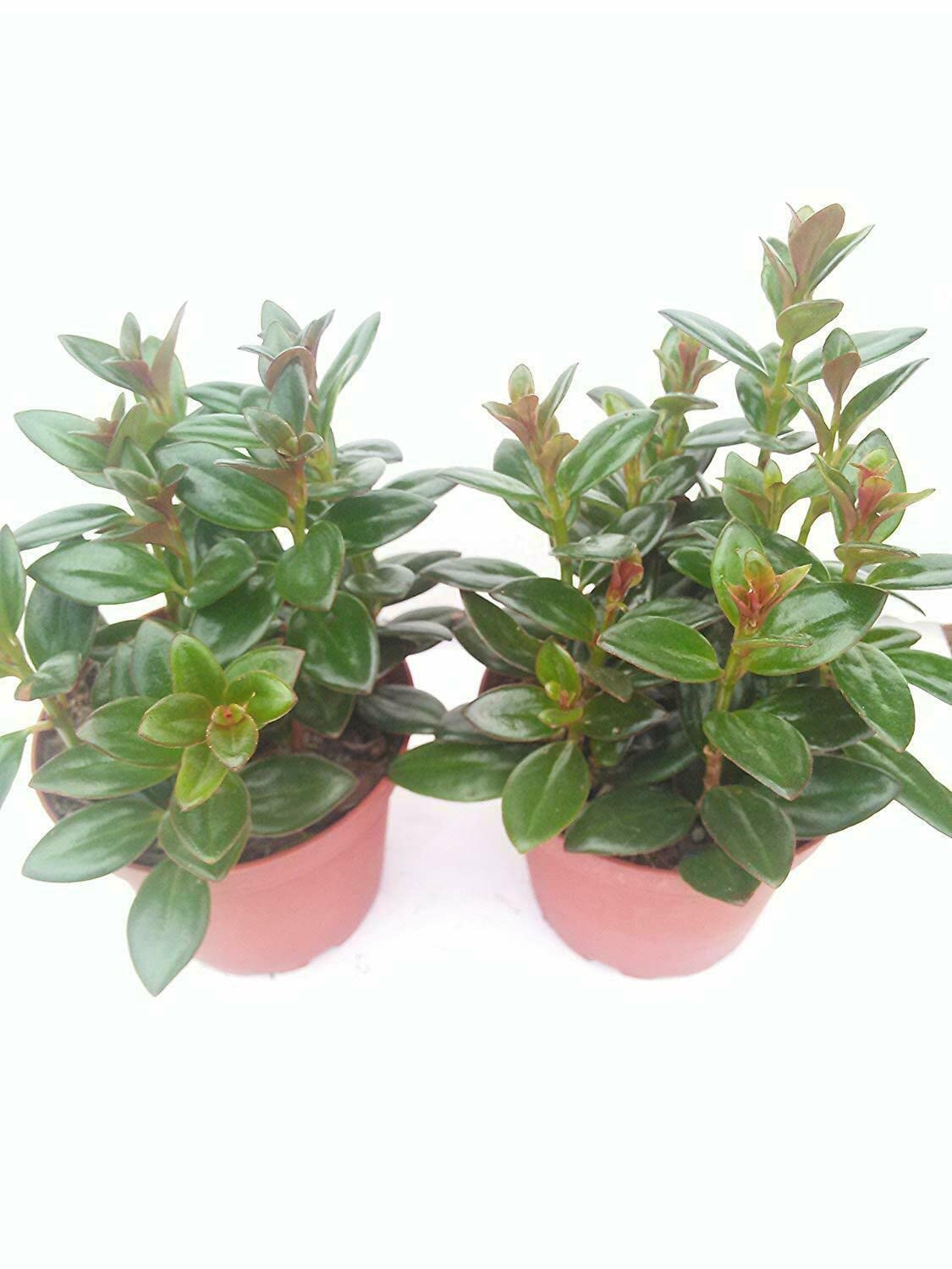 Two Goldfish Plant 4 Inch Pot