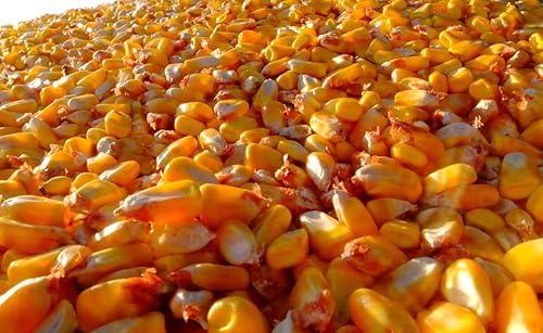 Semillas de maíz con abolladuras amarillas polinizadas abiertas para plantar (5 libras)