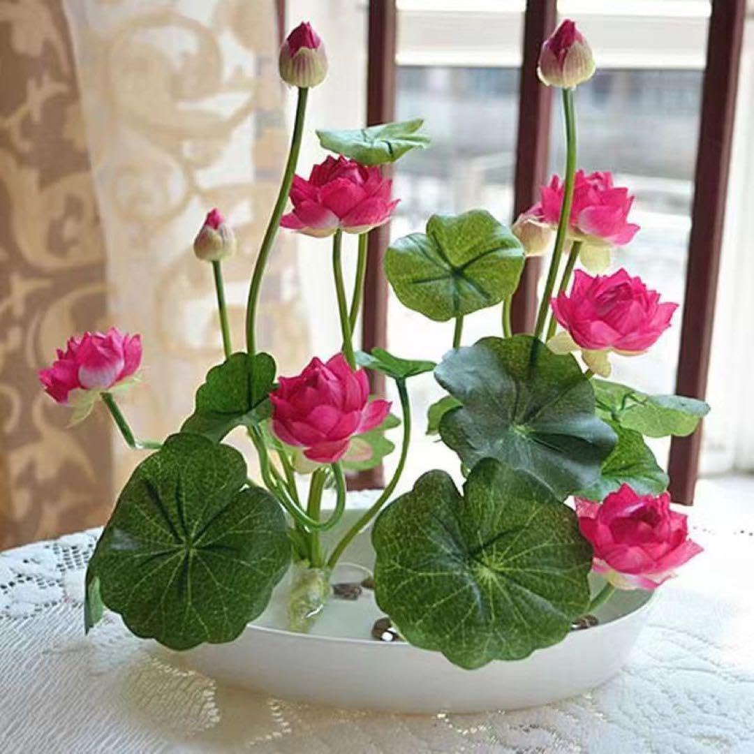 Amazon.co.jp: 【20粒入り】ミニハスの種 茶碗蓮 ハスの種 屋内外