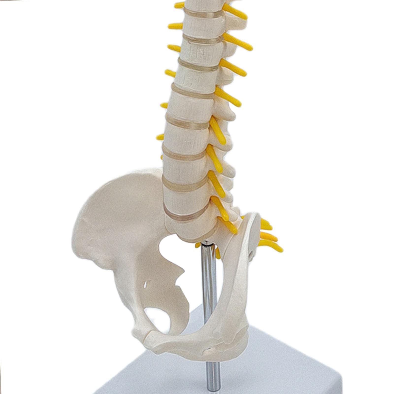 Modelo de Vertebral Humana La Vertebral Modelo de Esqueleto Lumbar Pelvis PVC Flexible con Base para Demostración, de pie