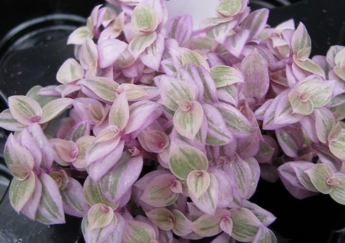 Pink Panther Bolivian Jewel - Callisia repens - 2" Pot