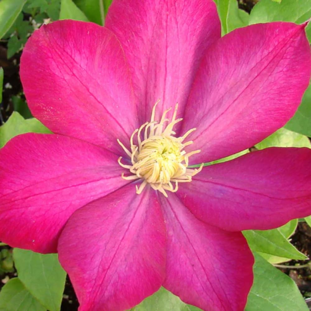 YOKEBOM Burgundy Red Clematis
